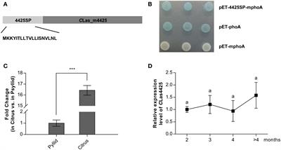 A Sec-dependent effector, CLIBASIA_04425, contributes to virulence in ‘Candidatus Liberibater asiaticus’
